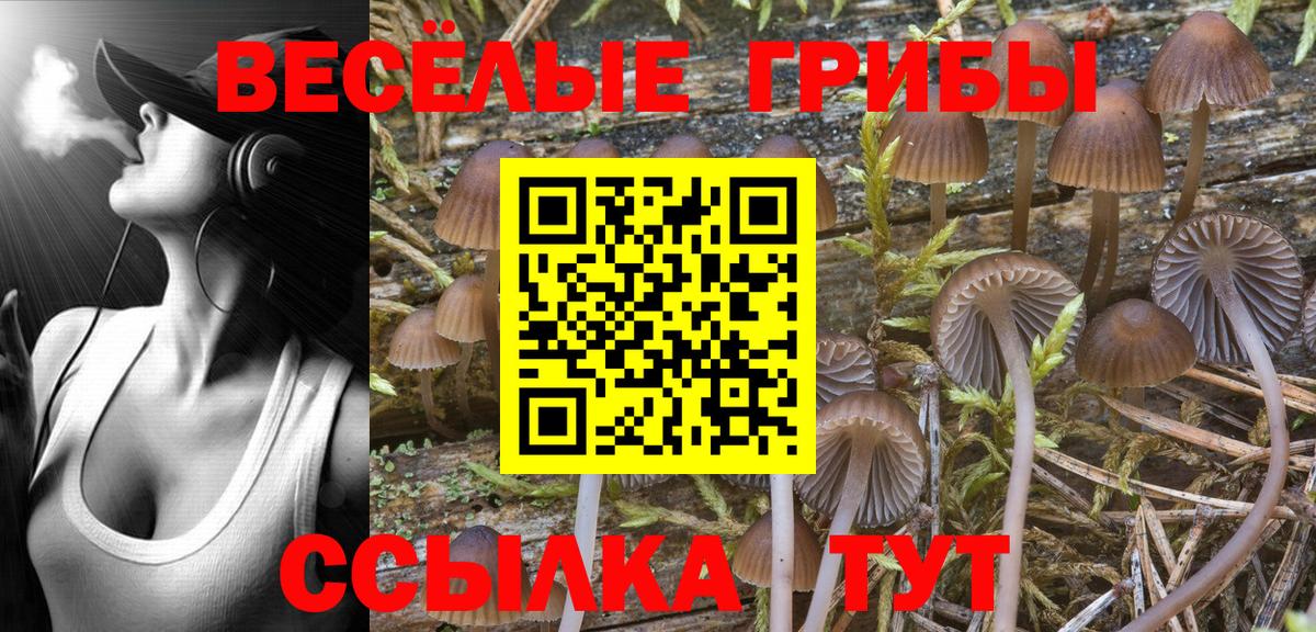 Галлюциногенные грибы Magic Shrooms  Псилоцибиновые грибы GOLDEN TEACHER  Алейск  Вход с VPN 